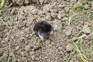 mole climbs out of the hole. Black mole. A mound of earth from a mole. An underground animal is a mole. photo