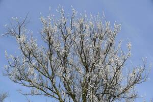 Spring flowering trees. Pollination of flowers of apricot. Blooming wild apricot in the garden photo