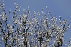 Spring flowering trees. Pollination of flowers of apricot. Blooming wild apricot in the garden photo