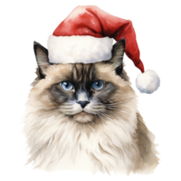 ai genererad ragdoll katt bär en santa hatt. ai genererad bild png