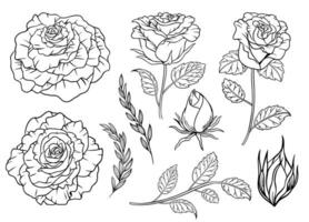 Hand Drawn Rose Flower Line Art with Leaves Element vector