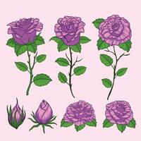 púrpura rosas flor mano dibujado colección vector