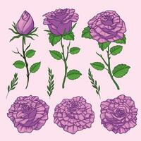 Set of Hand Drawn of Floral Purple Rose Flower with Leaves vector