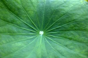 Lotus leaf with water droplets, closeup of green leaf photo