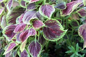 Close up of coleus plant in the garden, stock photo