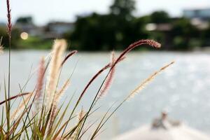 Grass flower on the lake in the evening. Nature background. photo