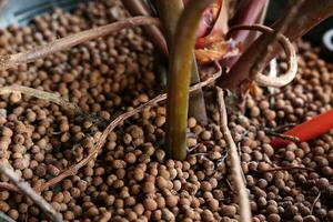 Close-up of dried seeds in plastic pot on blurred background. photo