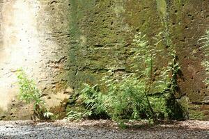 Green fern growing in front of an old stone wall with copy space photo