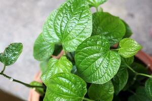 verde hojas de betel hoja, betel hoja, betel hoja foto