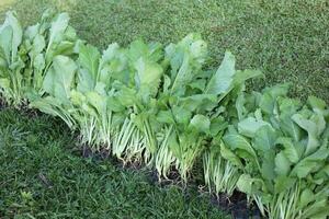 Fresh vegetables just picked up photo