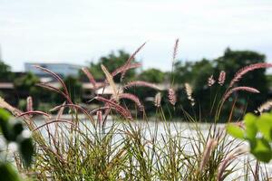 Pennisetum pedicellatum flower in the park. photo