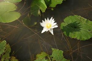 White lotus flowers leaf bloom in water photo