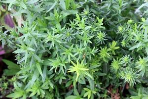 Green leaves background. Natural green leaves background. Green leaves background. photo