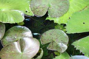 Lotus leaf in the pond with water drops and green background. photo