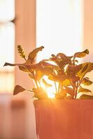 Blooming house plant against the backdrop of the dawn sun. photo