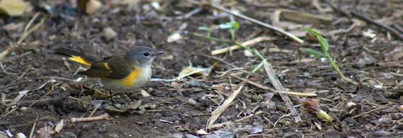 Little Bird on the Ground 1 photo