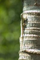 Lizard Animal on Tree Trunk photo