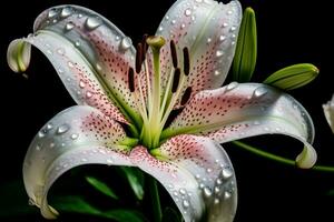 AI generated Fragrant Lily flower water drops. Generate Ai photo