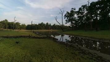 Zeit Ablauf von Vögel Tiere im Dschungel auf Sonnenuntergang mit Wald Hintergrund im Nepal chitwan Region. zuerst National. Puffer Zone video