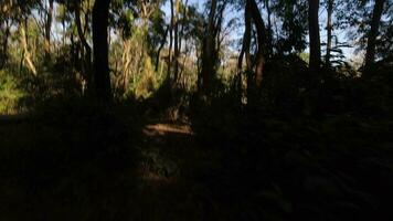 Hyperlapse pov of walking walk in forest park national park nature outdoors.Dynamic movement in forest video