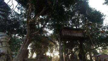 hora lapso de amanecer en brumoso Mañana naturaleza por árbol casa en campo Nepal. Chitwan video