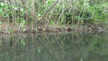 Camera moves through mangrove vegetation in the Lagoa Encantada in Ilheus Bahia Brazil video