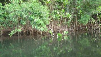 Câmera movimentos através mangue vegetação dentro a lagoa encantada dentro ilheus bahia Brasil video