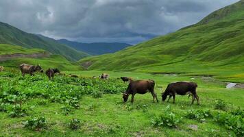 brumoso Valle pasto, sereno vaca manada video