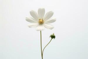 un soltero blanco flor en un llanura antecedentes generativo ai foto