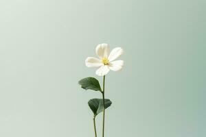 A single white flower on a plain background Generative AI photo