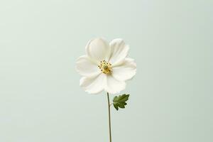 un soltero blanco flor en un llanura antecedentes generativo ai foto