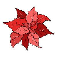 Red poinsettia isolated on white background vector