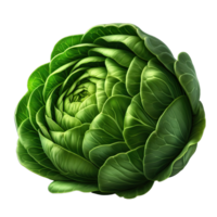 AI generated Savoy cabbage, close-up png