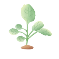 Baby Kale vegetables png