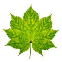 AI generated Green leaves isolated on transparent background ai generated. png