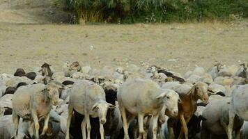 kudde van schapen wandelen weg Bij zonsondergang video