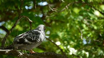 Pigeon perched on a tree branch video