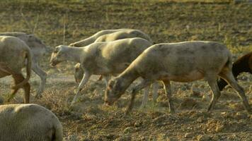 Herde von Schaf Gehen und Weiden lassen beim Sonnenuntergang video