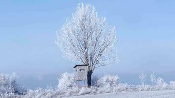 Wooden lookout tower for hunting in winter landscape with frozen trees and blue sky video