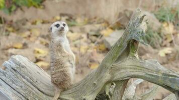 Suricata standing on a guard. Curious meerkat video