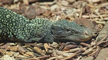 The crocodile monitor, Varanus salvadorii. Also known as the Papuan monitor. video