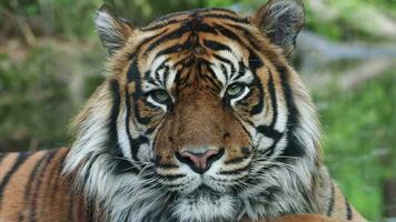 Front view of Sumatran tiger. Portrait of Sumatran tiger video