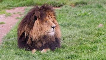 Lion on grass, Panthera leo video