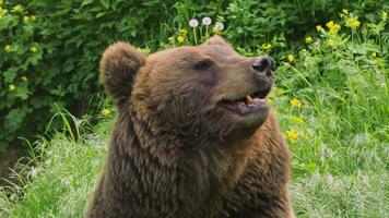 hoofd van een kamchatka beer video