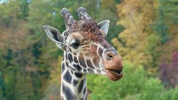 Reticulated giraffe, also known as the Somali giraffe and the autumn forest in the background video