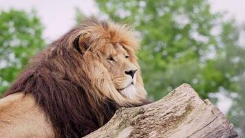 Lion sur tronc, panthera Leo video