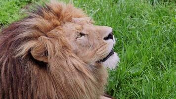 Lion sur herbe, panthera Leo video