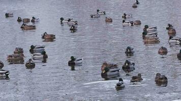 A flock of ducks swims on the pond video