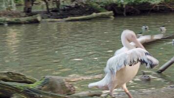 White pelican on the shore of the lake video