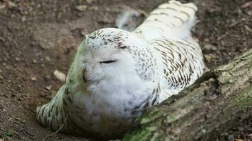 Snowy owl sits on a nest on the ground, Bubo scandiacus video